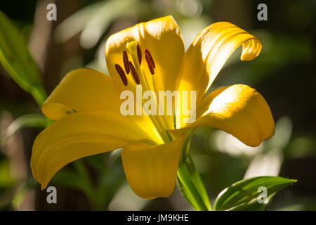 Il Lilium giallo fiore Foto Stock