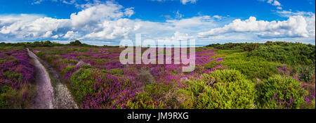 Immagine panoramica della soleggiata estate nel pomeriggio a Dunwich scogliere con Heather in Full Color Foto Stock