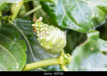 Il Noni o Indian Mulberry flower in piena fioritura con red ant Foto Stock