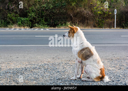 Il cane è in attesa che il proprietario sul ciglio della strada Foto Stock