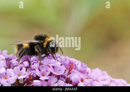 Un Calabrone (Bombus) appollaiato su un fiore Buddleia, comunemente noto come la farfalla bush. Foto Stock