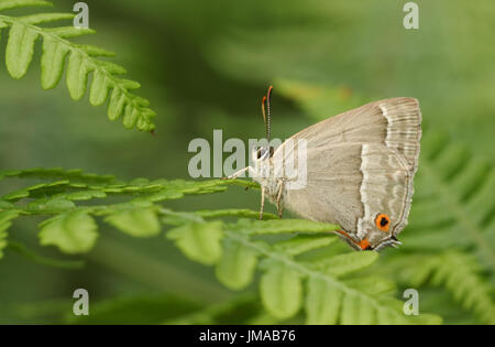 Una bella femmina viola Hairstreak Butterfly (Favonius quercus) arroccato su bracken. Foto Stock