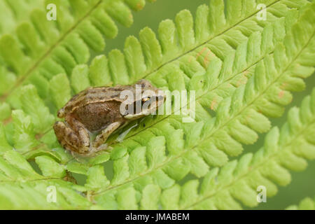 Un simpatico baby Rana comune (Rana temporaria) seduto su una foglia di felce. Foto Stock