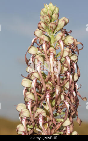 Una lucertola rara orchidea (Himantoglossum hircinum). Foto Stock