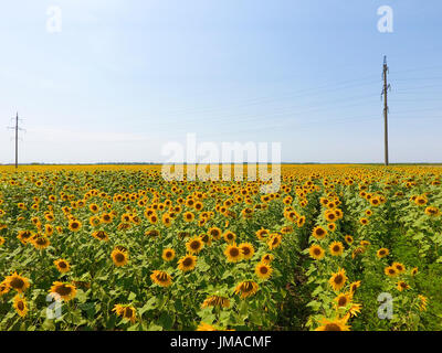 Campo di girasoli. Vista aerea di campi agricoli fioritura semi oleosi. Vista dall'alto. Foto Stock