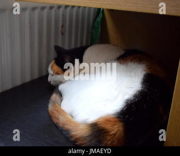 Gatto sotto la tabella guardando nella telecamera Foto Stock