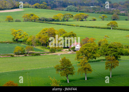 Alberi ornamentali stabiliti nel paesaggio, Nunwell House, Isle of Wight, Regno Unito, Foto Stock