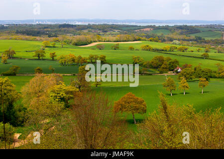 Alberi ornamentali stabiliti nel paesaggio, Nunwell House, Isle of Wight, Regno Unito, Foto Stock