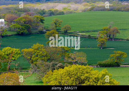 Alberi ornamentali stabiliti nel paesaggio, Nunwell House, Isle of Wight, Regno Unito, Foto Stock