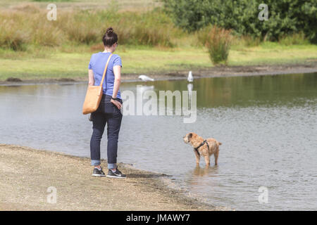 Londra Regno Unito. Il 27 luglio 2017. Un dog walker gode del midl caldo su Wimbledon Common come le temperature rimangono lieve prima di pesante e persistente pioggia è prevista diffusione in molte parti della Gran Bretagna credito: amer ghazzal/alamy live news Foto Stock