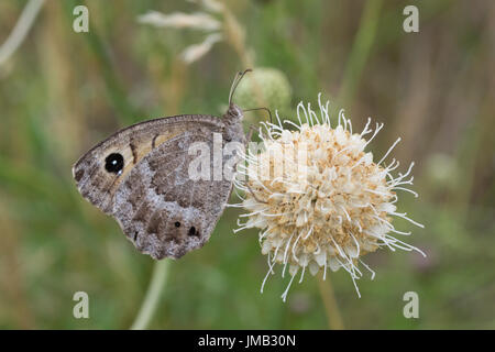 Grande femmina fuligginosa satiro butterfly (Satyrus ferula) nectaring su bianco fiori scabious nelle Alpi francesi Foto Stock