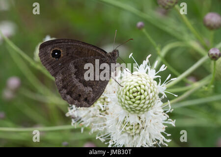 Grande maschio fuligginosa satiro butterfly (Satyrus ferula) nectaring su bianco fiori scabious nelle Alpi francesi Foto Stock