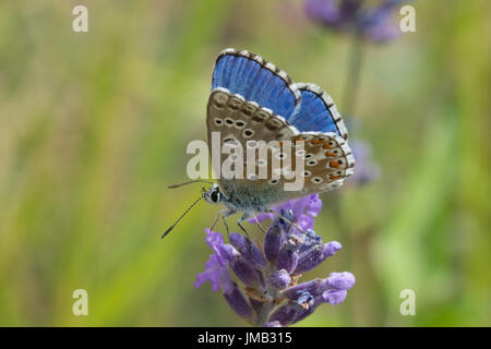 Close-up di Adone maschio blue butterfly (Polyommatus bellargus) nectaring sulla Lavanda fiori nelle Alpi francesi Foto Stock