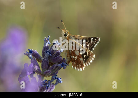 Rosso-underwing skipper butterfly (Spialia sertorius) nectaring sulla lavanda in Rimplas, sulle Alpi francesi Foto Stock