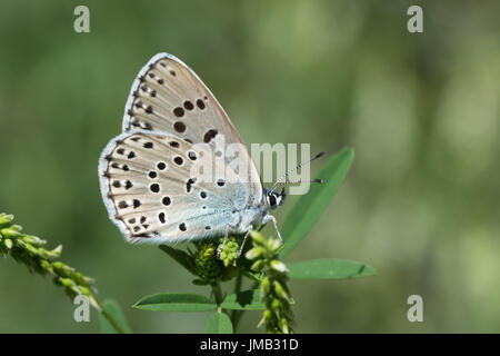 Close-up di Grande Farfalla blu (Maculinea arion o Phengaris arion) nelle Alpi francesi Foto Stock