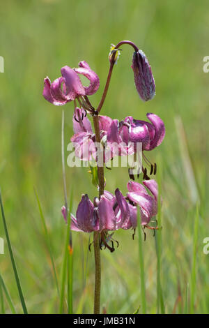 Close-up di un giglio martagon (Lilium martagon) al Col de la Lombarde nelle Alpi francesi Foto Stock