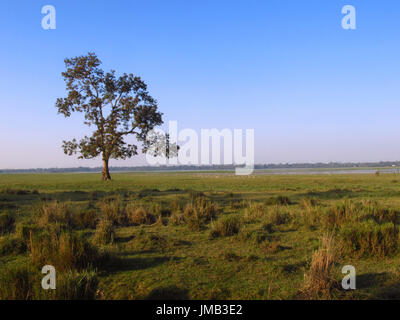 Un sereno paesaggio presso il Parco Nazionale di Kaziranga Foto Stock