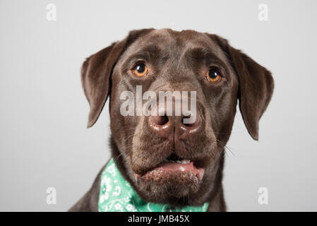 Ritratto di un Labrador Retriever al cioccolato nel Regno Unito Foto Stock