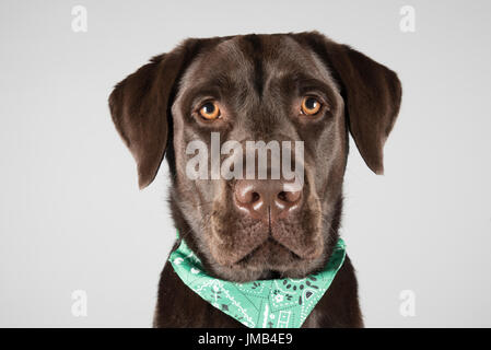 Ritratto di un Labrador Retriever al cioccolato nel Regno Unito Foto Stock