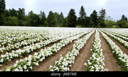 Gigli di Pasqua 'Lilium longiflorum' , le righe della fioritura dei Gigli di Pasqua crescente sul cool California North Coast. Foto Stock