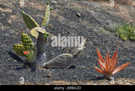 Cactus vicino al vulcano Montana Roja in Lanzarote Foto Stock