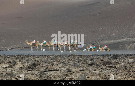 Solo uso editoriale: i cammelli al Parco Nazionale di Timanfaya (Parque Nacional de Timanfaya) in Lanzarote Foto Stock