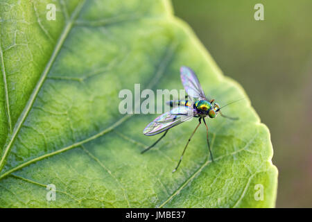 Dalle lunghe gambe fly - famiglia Dolichopodidae (specie sconosciuto) Foto Stock