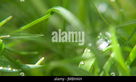 Erba bagnata di essiccazione al sole, macro. Foto Stock