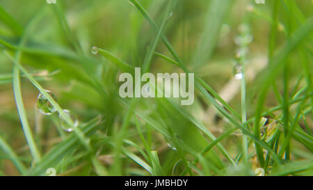 Erba bagnata di essiccazione al sole, macro. Foto Stock