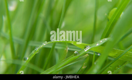 Erba bagnata di essiccazione al sole, macro. Foto Stock