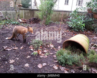 Giovane volpe nel giardino di Londra Foto Stock