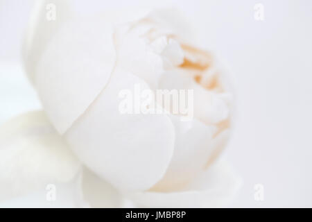 Studio in colore rosa di Jude oscure Foto Stock