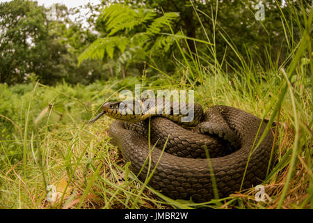 Una biscia avvolto in una radura in una foresta in Norfolk, Regno Unito. Foto Stock