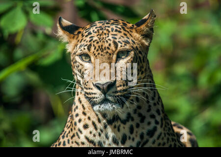 Deridono la Leopard 3 Foto Stock