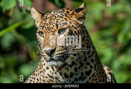 Deridono la Leopard 4 Foto Stock