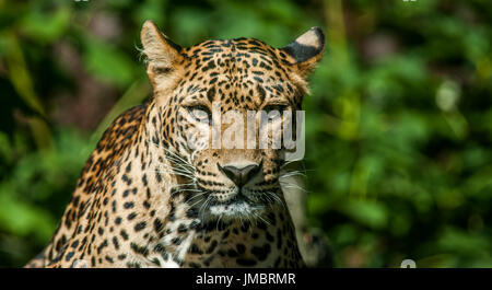 Deridono la Leopard 2 Foto Stock