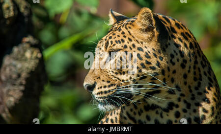 Deridono la Leopard Foto Stock