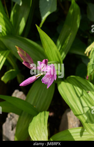 Bletilla striata Foto Stock