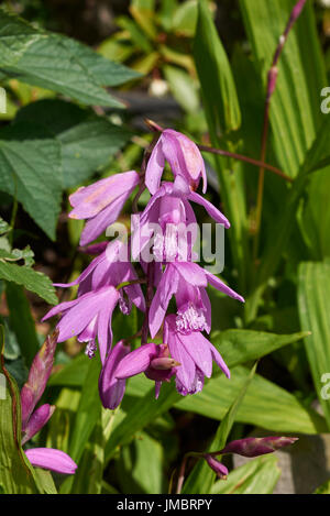 Bletilla striata Foto Stock