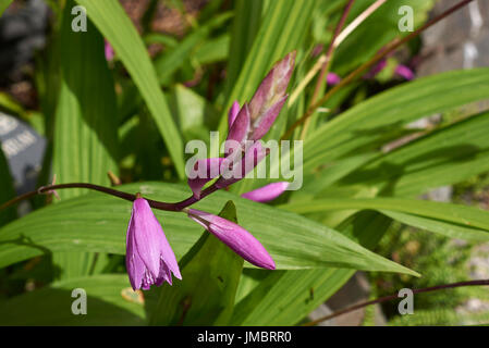 Bletilla striata Foto Stock