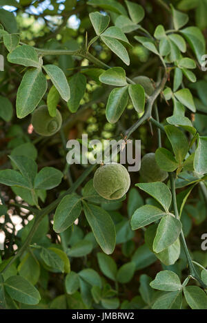 Poncirus trifoliata Foto Stock