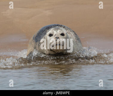 Comune, Guarnizione del porto, punto Blakeney Foto Stock