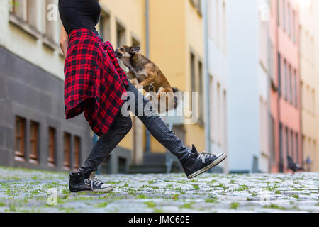 Piccolo chihuahua-pekinese hybrid si arrampica sulla gamba di una giovane donna Foto Stock