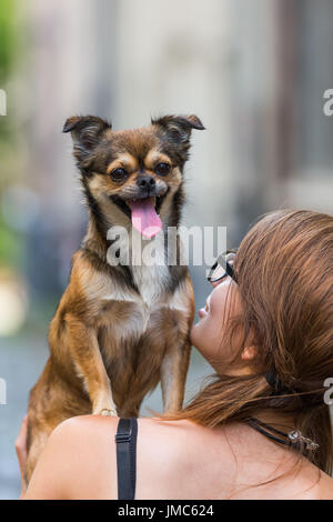 Giovane donna ha un piccolo chihuahua-pekinese hybrid sulla spalla Foto Stock
