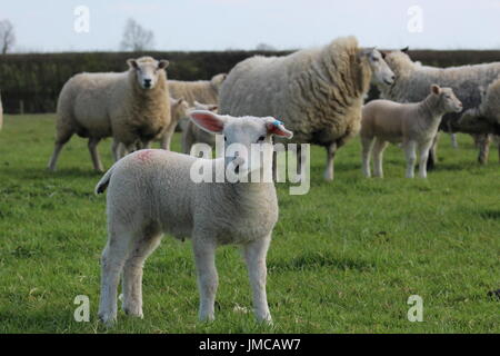 Il pet di agnello e di pecora Foto Stock