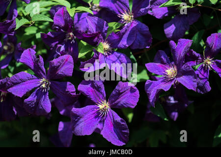 Soleggiato clematide blu con un abbondanza di fiori Foto Stock