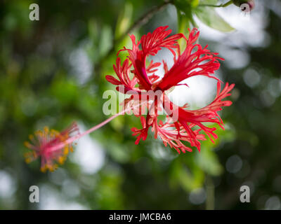 Close Up di Hawaiian ragno rosso Hibiscus Foto Stock