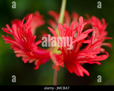 Close Up di Hawaiian ragno rosso Hibiscus Foto Stock