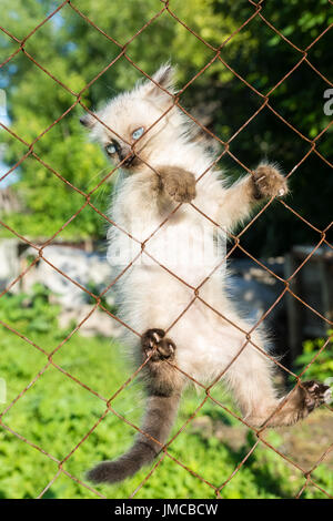 Un gattino si arrampica su un recinto da una griglia, estate, Russia, 2017 Foto Stock