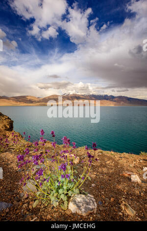 Lago alpino di Tso Moriri in Himalaya, Kashmir India Foto Stock